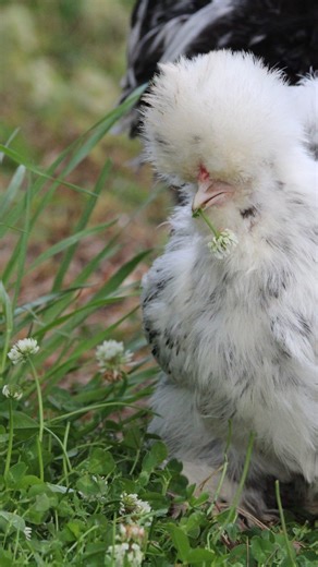 TUBE FEEDING CHICKENS When all of that was going on with Frannie, many of yall asked for a video of me tube feeding her, but I just couldn't bring myself to record us during that time. Daisy was a lovely volunteer today. She is much like hei hei and needed some routine meds anyway. Tube feeding can provide nutrition, fluids, and medications. It is a life-saving skill that is quite simple if you are cautious and have a general understanding of chicken anatomy. Reasons why you may need to tube fee