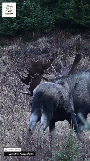Majestic Moose Face Off Epic Nature Encounter! #wildlife #nature #moose #animals