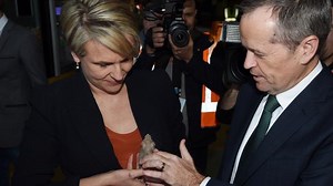 Tanya Plibersek takes home rat