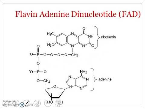 Biochemistry of FAD