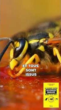 Could the damage caused by Asian hornets have been avoided?