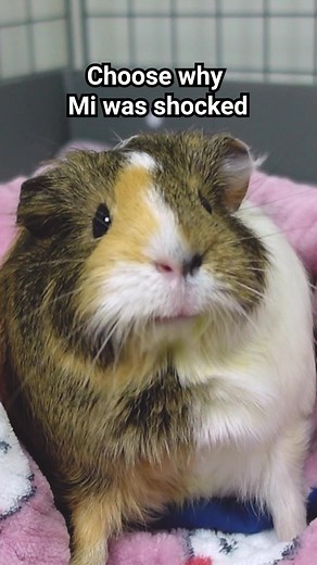 Gotcha! The answer's actually #2! 🎉 Here's a little prank: I've been working on a guinea pig translation app. Coming soon? 😉 Discover our hidden stories! Click the link! https://guineadad.com/ #TechPranks #AprilFoolsPrank #GuineaDad #Guineapig #love #AprilFool #petlover #funny #lie #pet #guineapigs #cute #cuteanimal #pets | GuineaDad