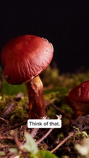 Mycelium Immunity and Longevity: A Fascinating Phenomenon