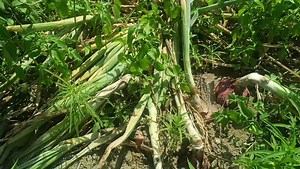 440K views · 2.8K reactions | Best time harvesting of Onion for maximum shelf life | Agriculture Activities | Facebook