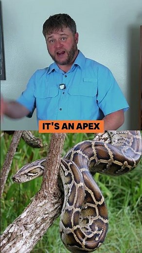 Why Burmese Pythons Are Florida’s Worst Invasive