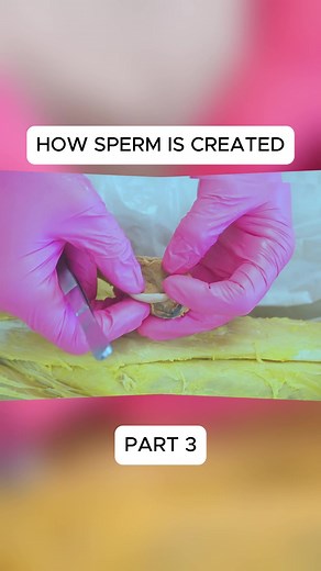 Spermatogenesis and Sperm Cell Maturation Process