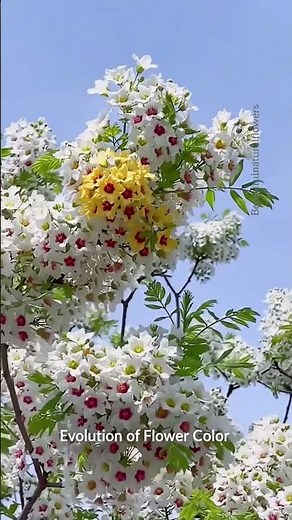 Xanthoceras sorbifolium Evolution & Science: The Ancient Yellowhorn Tree 🌳🔬 #Yellowhorn #Evolution