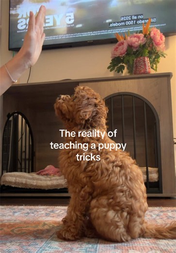 Teaching Puppy Tricks: Realistic Tips for Cavapoo Puppy Training