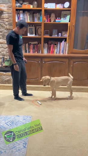 2K views · 61 reactions | Starting to make sense. #yellowlab #yellowlabrador #labpuppy #puppy #clickertraining #freeshaping | W.a. Garrido | Facebook