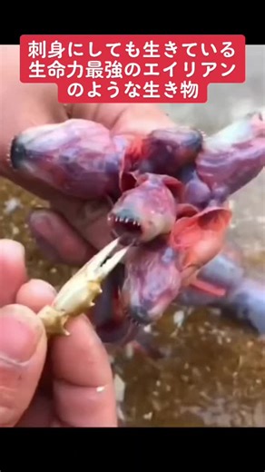 生命力最強のエイリアン - ワラスボ刺身事件