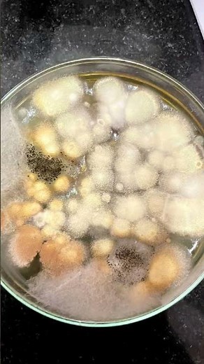 Fungi isolation