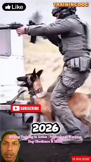 K9 Dog Training in Action | Professional Working Dog Obedience & Skills #dogtraining #k9training
