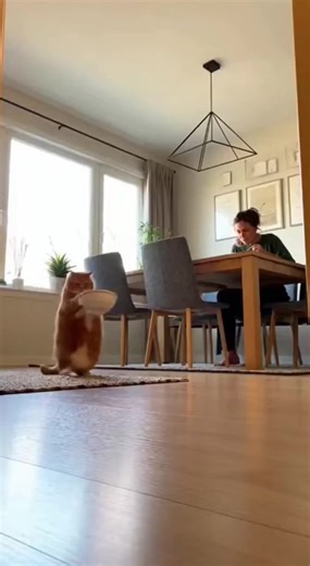 The fat orange cat is angry because there's no food!#funny #cat