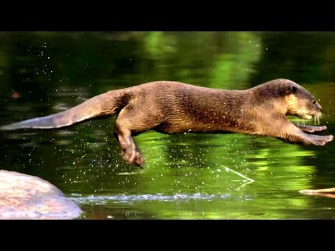 Inside the Secret Lives of Otters - Family, Survival and Adventure
