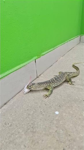Argus monitor chase and eat mouse