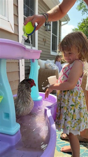 Heat wave rn and we are so worried about our 🐓. Today was 115• (46.5 celsius) !!