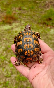 75K views · 4.5K reactions | Stunning Little Turtle Saved from the Road #saveturtles #turtleconservation #turtle #tortoise #boxturtle #gardenstatetortoise #otistheturtle #saverockalina | Garden State Tortoise | Facebook