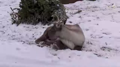 Der Schnee hat den Zoo über Nacht in ein wahres Winterwunderland verwandelt - ganz nach dem "Geschmack" von Steinbock, Sichuan-Takin und Waldrentier. ❄️😋 | Zoo Berlin