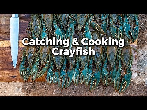 Crayfish: Catch 'em and Cook 'em!