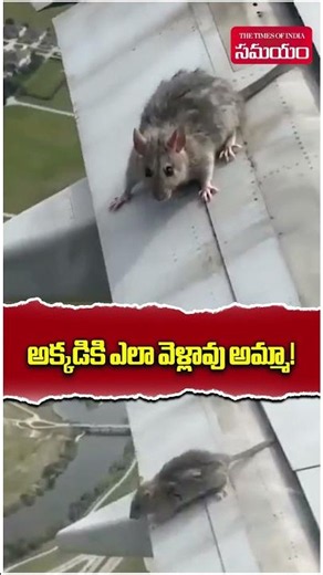 🐭 Mouse Spotted Sitting on Airplane Wing! Real Video or AI? ✈️ Viral Clip Stuns Internet