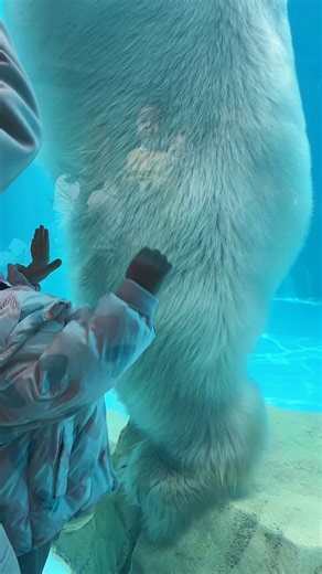 Standing 3 meters tall, a polar bear may be bigger than you think! | People's Daily, China