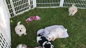 Puppies Everywhere!! All our current puppies playing together! All of these pups have forever homes! | Silver Paw Cavachons