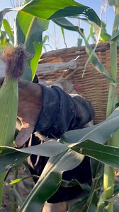 CORTE DE MAÍZ BLANCO ELOTERO🌽🇲🇽 #ValleDeMexicali #agriculture #maiz #bajacalifornia #farming | Dela Agrosoy