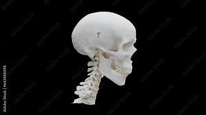 3D human skull with 360 degree rotating animation, Human Skull and Neck bone 3D structure with black background