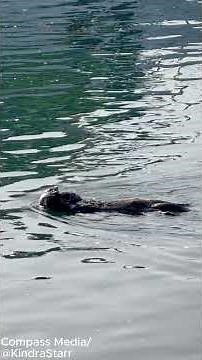 Otter Gives Birth While Floating on Water