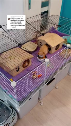 Tour de la cage de mes cochons d'Inde: KaveeCage en bois