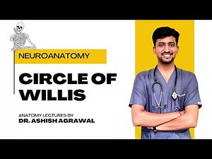 Circle Of Willis || Neuro Anatomy || First Year MBBS || Anatomy Lectures by Ashish