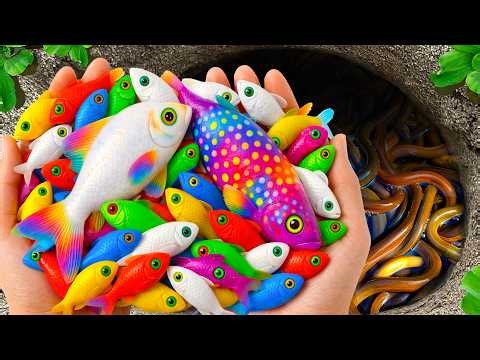 Amazing Catch TINY vs GIANT Aquarium Fish in Small Pond, Arowana, Catfish, Pacman Frog, Turtle, Eels