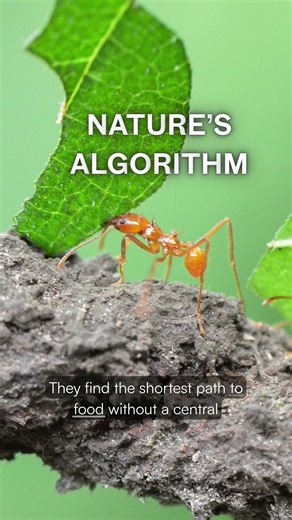 Nature’s Supercomputer: The Ant Colony #shorts #ants #nature