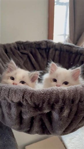 Ragdoll Kittens are so Cute and Sleepy 🐱 #cutecat #catshorts #ragdolls
