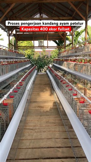Proses pengerjaan kandang ayam petelur kapasitas 400 ekor fullet #ayampetelur #peternakan