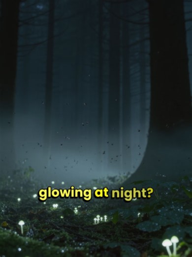 The Enchanted Chemistry of Bioluminescent Fungi