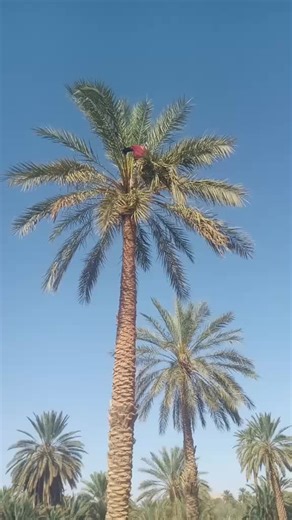 Climbing Techniques on Tall Palm Trees