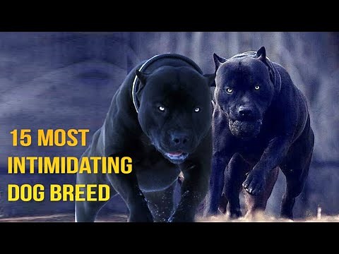 15 Most Intimidating Dog Breeds