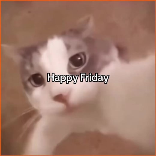 Happy Friday with Cats: Join the Fun!