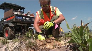 Planting Trees To Reverse Environmental Damage