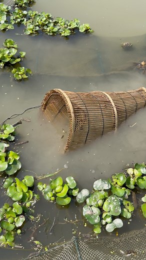 245K views · 1K reactions | Traditional Fishing | Fishing & Village Tradition | Facebook