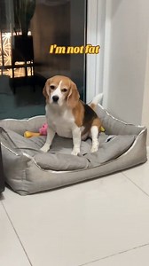 Who said I'm fat?? #beagle #beaglelover #pets #dogs #cutedogs #doglover #funnyreels #viralreels #fbreels #fbreelsvideo | Yui the Beagle
