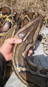 232K views · 21K reactions | This is an example of how these snakes...