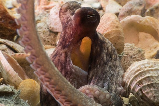 Here’s what octopuses use each of their eight tentacles for