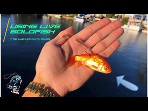 THE BEST BASS BAIT Catching Bass on Goldfish (Fish Addict Episode 4)