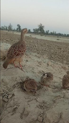 Rare Sighting! Wild Teetar Family with Cute Chicks in Pakistan | Nature's Beauty Unveiled