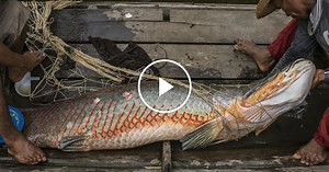 Saving a River Giant, and a Livelihood