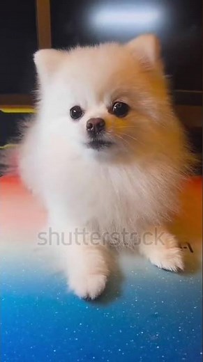 free free free Pomeranian puppies subscribe and comment for adoption