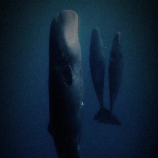 Exploring Kraken Eating Habits in the Ocean