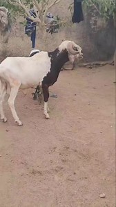 The black uda ram is sold the white is Available 720k with tp | Abdullahi Osuwa